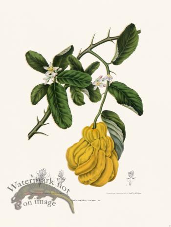 Horticulture of Java 22